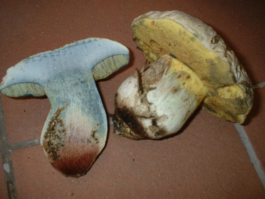 boletus radicans